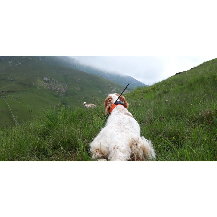 Dog Trace X30B Kit