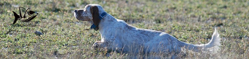 Cinofilia Venatoria, tutto per la caccia ed il tuo cane