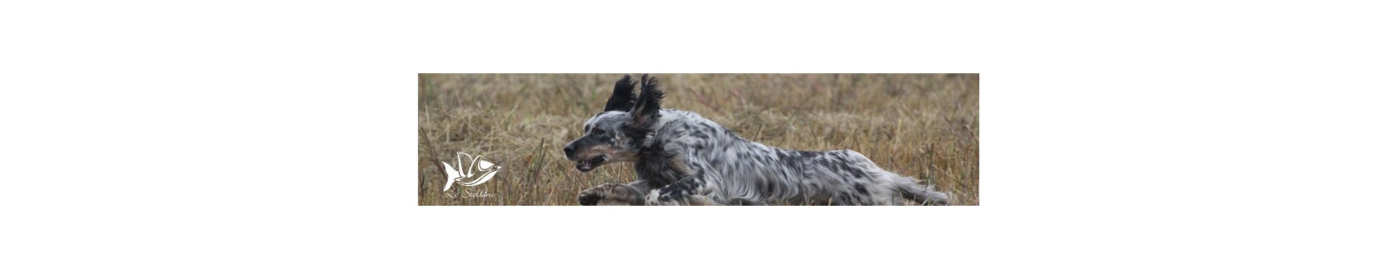 Barrette energetiche per cani in attività e sforzi prolungati a caccia