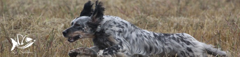 Barrette energetiche per cani in attività e sforzi prolungati a caccia